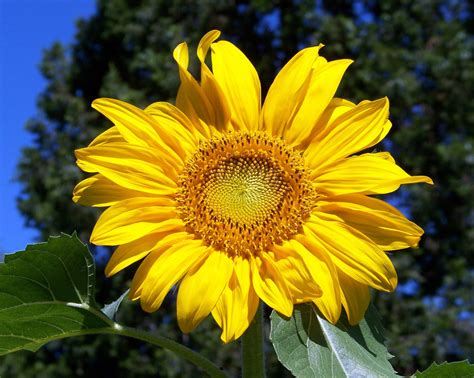 sunflower pictures free download